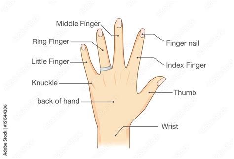 common names for fingers of hand illustration about human body part stock vector adobe stock