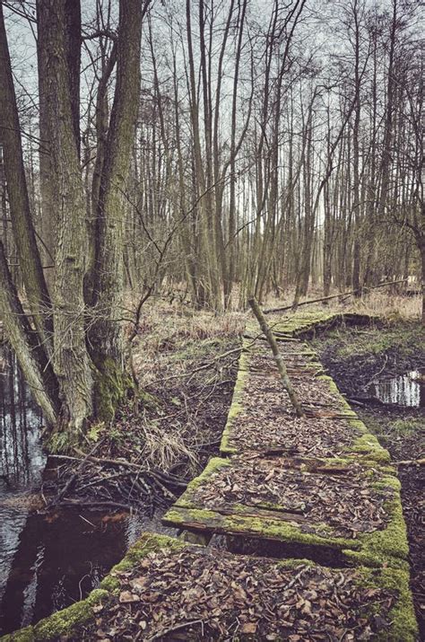 Old Broken Wooden Bridge In A Freshwater Swamp Forest Stock Image