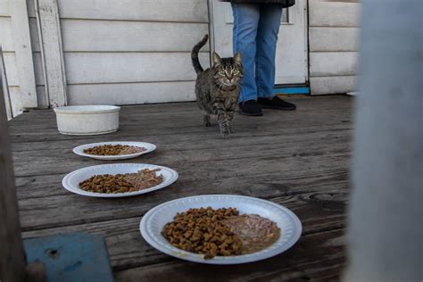 An Army Of Volunteers Is Trying To Control Chicagos Feral Cat