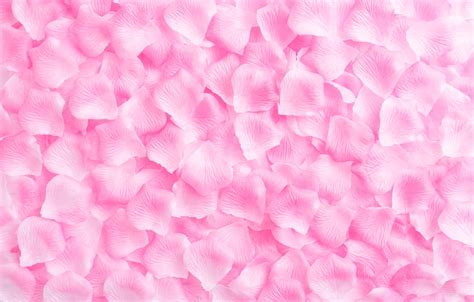 Wallpaper Background Pink Roses Petals Rose Pink Background
