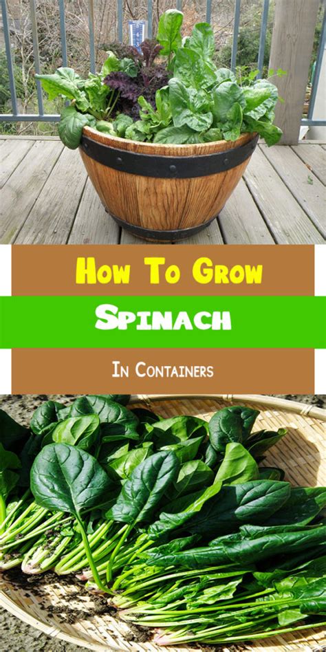 How To Grow Spinach In Containers