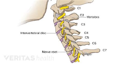 Cervical Spine Anatomy 9 Download Scientific Diagram