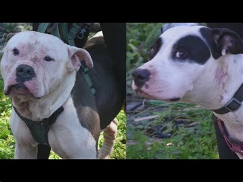 Update On Pit Bulls Who Mauled The Right Wrong Doer The News Beyond Detroit