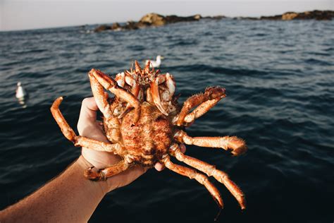 Canadian Snow Crab Quotas Up Again Globefish Food And Agriculture