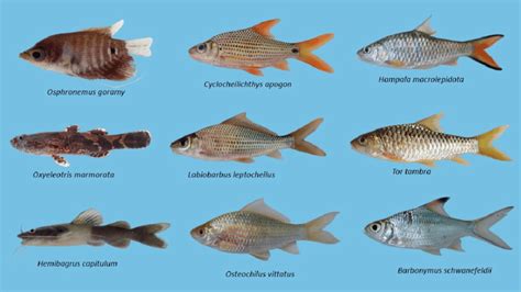 Some Of The Common And Economically Important Native Fish Species In