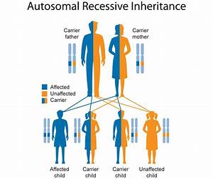 Autosomal Recessive Inheritance Genetics Inheritance Education