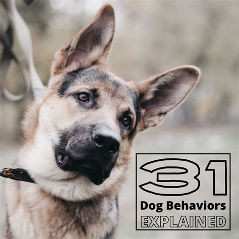 31 Dog Behaviors And What They Mean Pethelpful