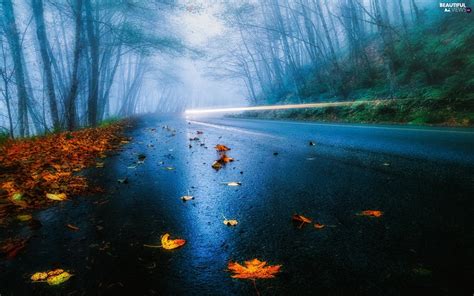 Leaf, autumn, forest, Fog, Way - Beautiful views wallpapers: 1920x1200