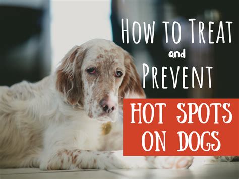 How To Treat Your Dogs Hot Spots At Home Without A Vet Pethelpful