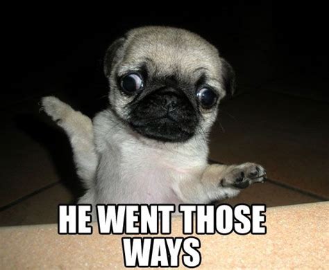 17 Very Funny Pug Memes Pettime