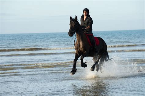 A Quick Ride Through The History Of Horseback Riding Sports Aspire