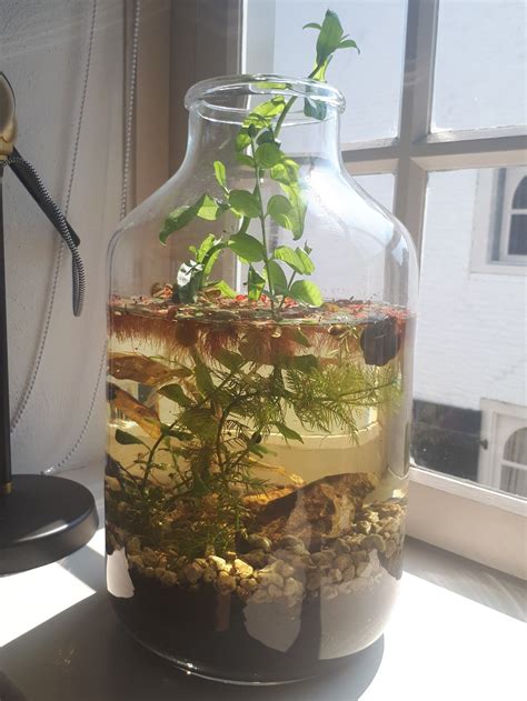 Aquatic Bottle Ecosystem Small Plants Ecosystem In A Bottle Small