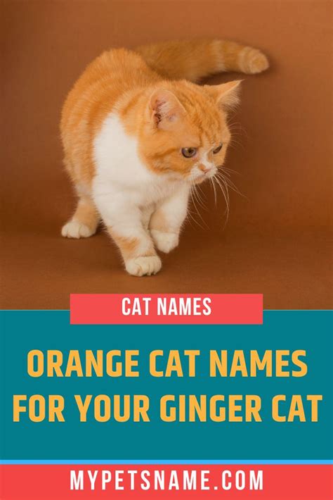 Orange Cat Names Cat Names Cats Orange Cat