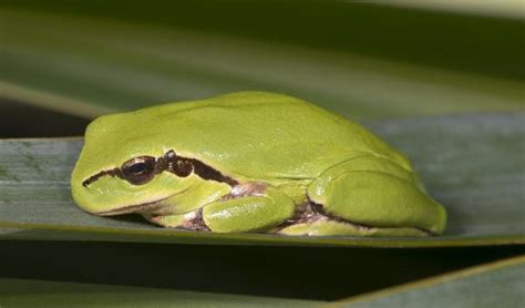 la fauna del bosque mediterráneo