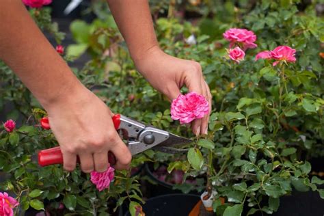 How To Prune Roses In 9 Steps In 2020 Pruning Roses Shade Tolerant