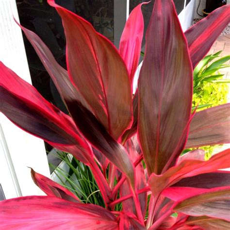 Hawaiian Red Ti Leaf Plant Cuttings 1 Pk 2 Per Pack Sun
