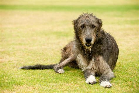 Irish Wolfhound Dog Breed Information Facts Training Tips And More