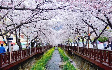 The picturesque scenery of 350,000 cherry trees is enough to dazzle your eyes with their bright pinkish white petals. South Korea's Spring Festivals: Things to Look Out For in ...