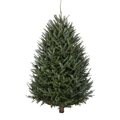 Shop 3 5 Ft Fraser Fir Real Christmas Tree At