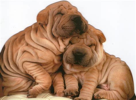 10 Most Popular Wrinkle Dogs With Cute Droopy Faces Your Dogs World