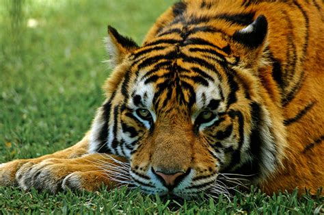 Free Images Wildlife Zoo Fur Fauna Face Eyes Whiskers Tiger