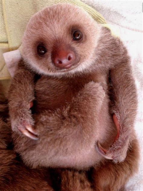 Pin By Deborah Roth On Two Toed Sloths Cute Sloth Pictures Cute Baby