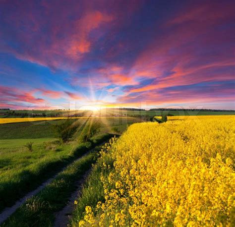 Summer Landscape With A Field Of Yellow Stock Photo Colourbox