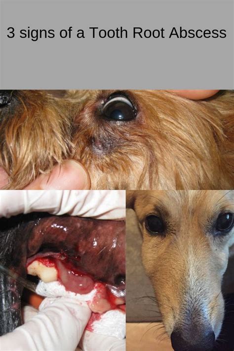Dog With Tooth Root Abscess