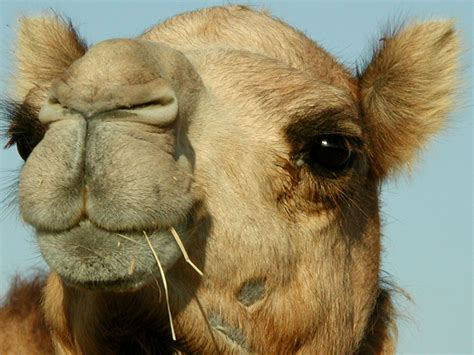 As working animals, camels—which are uniquely suited to their desert habitats—are a vital means of transport for passengers and cargo. 10 Most Beautiful Pictures Of Long Eyelashes Of Camel ...