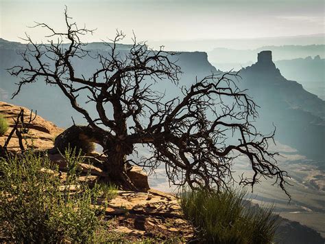 Gnarly Tree In Canyonland Photograph By David Choate Fine Art America