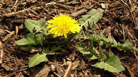 Dandelions Or Lions Tooth Visit Camden County North Carolina