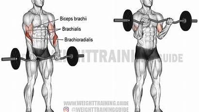 Reverse Bar Bench Workout Press Biceps Grip