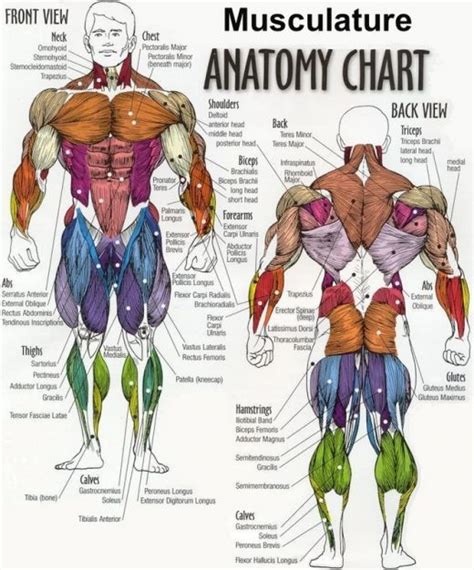 Muscles Diagrams Diagram Of Muscles And Anatomy Charts Personal