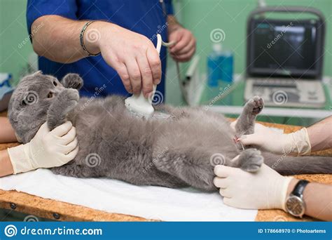 Find and research local indiana (in) ultrasonographers, including ratings, contact information, and more. The Vet Does An Ultrasound Cat In Clinic. Stock Photo ...