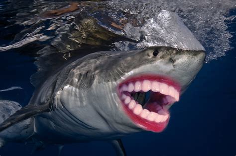 22 Sharks With Human Teeth Pictures That Are Just Ridiculous