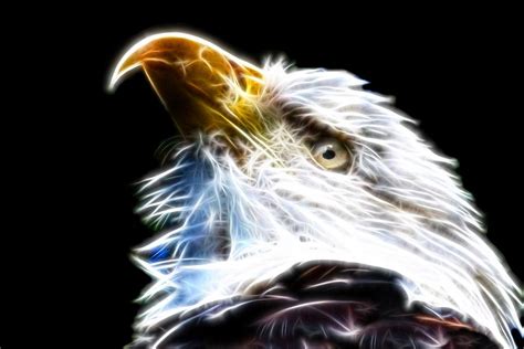 The Bald Eagle Digital Art By Davandra Cribbie Fine Art America