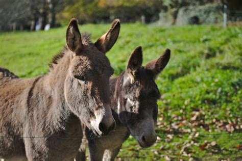 Couple Of Young Donkeys Free Stock Photo Public Domain Pictures