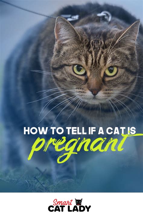 How To Tell If A Cat Is Pregnant Pregnant Cat Cats Cat Lovers