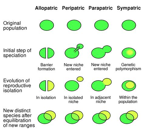 Types Of Speciation Evolution Definitions