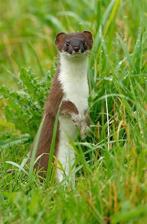 Stoat Ermine Or Short Tailed Weasel Mustela Erminea North America