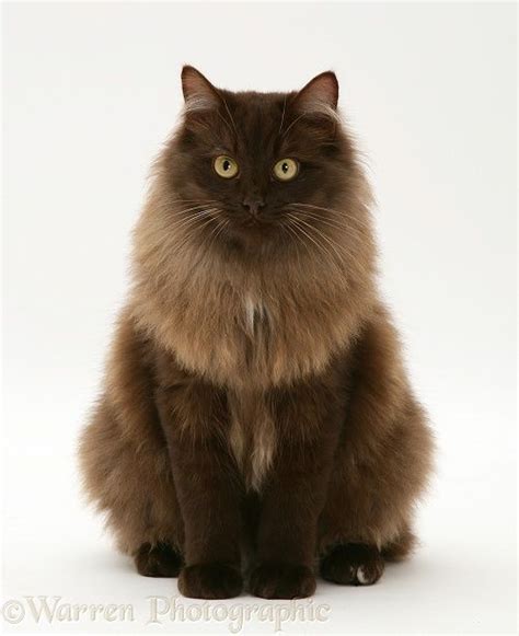 Fluffy Dark Chocolate Birman Cross Cat Sitting Whiskers On Kittens