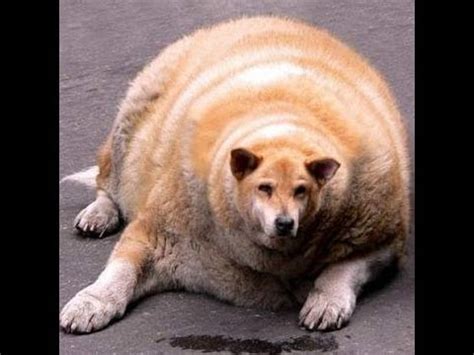 Share the best gifs now >>>. WORLD"S FATTEST DOG! - YouTube