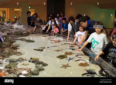 A Touch Pool Enchants Children In The Churaumi Aquarium In Okinawa