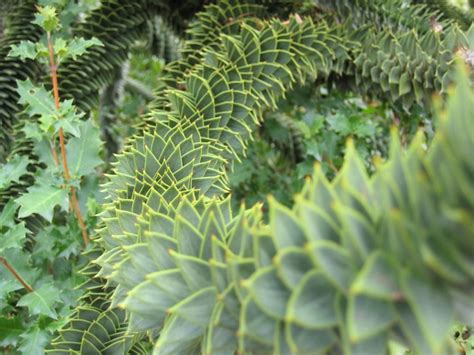 Continue summering it outdoors and overwintering inside as long as you can move the pot. Monkey Puzzle. I love the name, I love the tree, I love ...