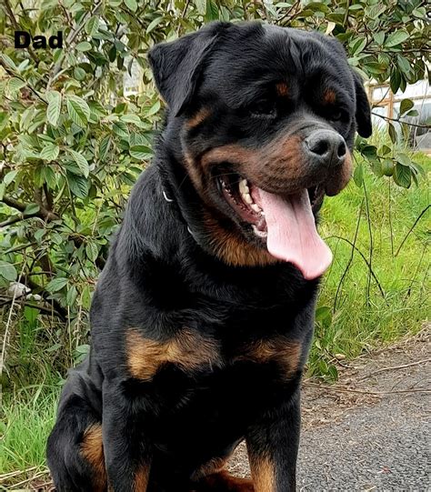 Female Rottweiler Puppy For Sale Ikc Reg Dogs For Sale Ireland