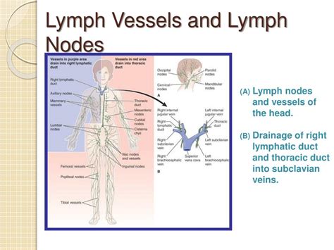 Ppt The Lymphatic System And Lymphoid Tissue Powerpoint Presentation