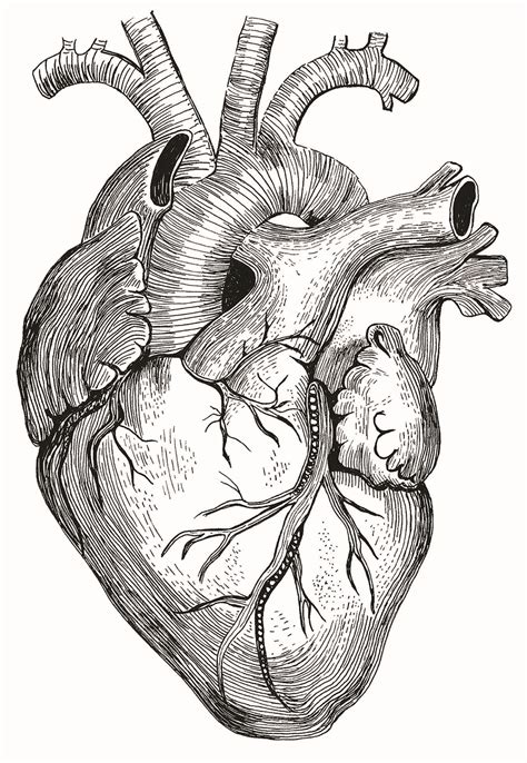 Anatomical Heart Drawing Human Anatomy Art Human Heart Drawing