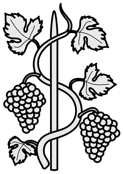Grapevine Clipart Line Drawing Grapevine Line Drawing Transparent Free