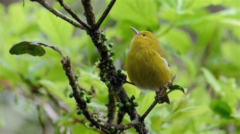 In Kauai Native Forest Birds Are In Risk Of Extinction Animal Lure