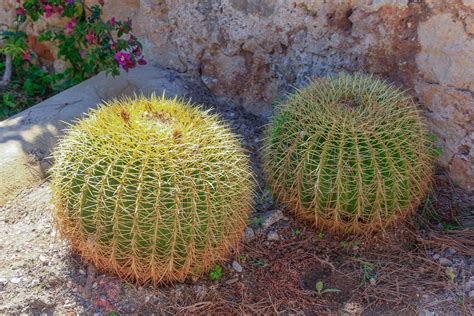 10 Endangered Plants You Can Help Save At Home Bob Vila